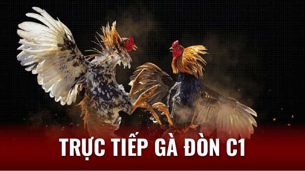 Hưởng Thụ Trọn Vẹn Từng Khoảnh Khắc Trực tiếp gà đòn c1