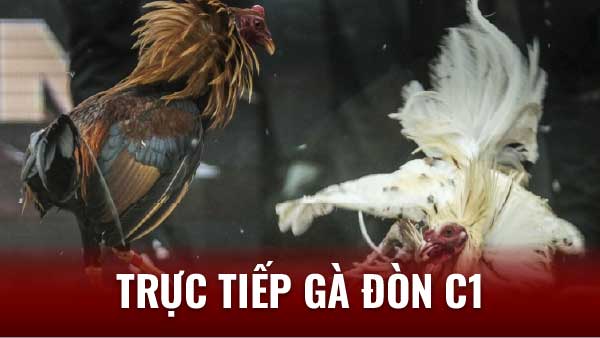 Trực Tiếp Gà Đòn: Cẩm Nang Chi Tiết Cho Người Mới Bắt Đầu