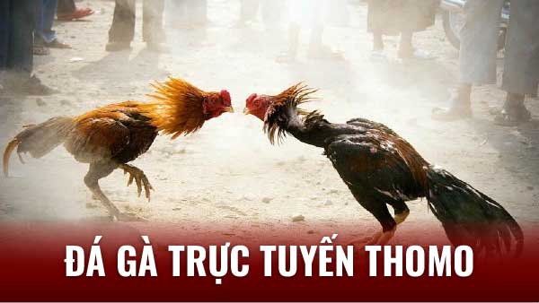 Đá Gà Trực Tuyến Thomo: Hướng Dẫn Chi Tiết Cho Người Mới