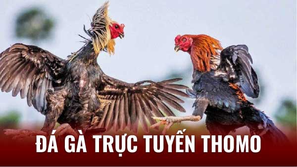 Cập Nhật Tin Tức Đá Gà Trực Tuyến Thomo Mới Nhất